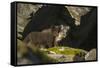 Norway, Spitsbergen. Arctic Fox Kits in Blue Phase Outside their Den-Steve Kazlowski-Framed Stretched Canvas