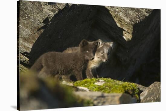Norway, Spitsbergen. Arctic Fox Kits in Blue Phase Outside their Den-Steve Kazlowski-Stretched Canvas