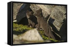 Norway, Spitsbergen. Arctic Fox Kits in Blue Phase Outside their Den-Steve Kazlowski-Framed Stretched Canvas