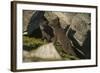 Norway, Spitsbergen. Arctic Fox Kits in Blue Phase Outside their Den-Steve Kazlowski-Framed Photographic Print