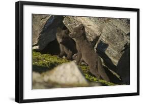 Norway, Spitsbergen. Arctic Fox Kits in Blue Phase Outside their Den-Steve Kazlowski-Framed Photographic Print