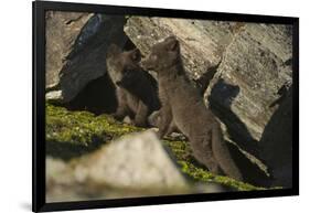 Norway, Spitsbergen. Arctic Fox Kits in Blue Phase Outside their Den-Steve Kazlowski-Framed Photographic Print