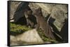 Norway, Spitsbergen. Arctic Fox Kits in Blue Phase Outside their Den-Steve Kazlowski-Framed Stretched Canvas