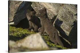 Norway, Spitsbergen. Arctic Fox Kits in Blue Phase Outside their Den-Steve Kazlowski-Stretched Canvas