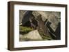 Norway, Spitsbergen. Arctic Fox Kits in Blue Phase Outside their Den-Steve Kazlowski-Framed Photographic Print