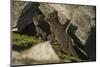 Norway, Spitsbergen. Arctic Fox Kits in Blue Phase Outside their Den-Steve Kazlowski-Mounted Photographic Print