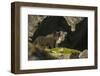 Norway, Spitsbergen. Arctic Fox Kits in Blue Phase Outside their Den-Steve Kazlowski-Framed Photographic Print