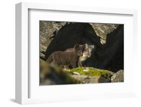 Norway, Spitsbergen. Arctic Fox Kits in Blue Phase Outside their Den-Steve Kazlowski-Framed Photographic Print