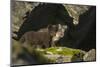 Norway, Spitsbergen. Arctic Fox Kits in Blue Phase Outside their Den-Steve Kazlowski-Mounted Photographic Print