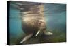 Norway, Spitsbergen. Curious Young Bull Walrus Underwater-Steve Kazlowski-Stretched Canvas