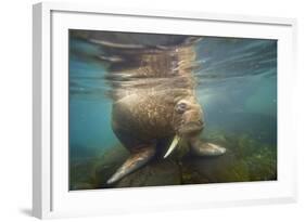 Norway, Spitsbergen. Curious Young Bull Walrus Underwater-Steve Kazlowski-Framed Photographic Print