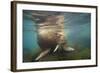 Norway, Spitsbergen. Curious Young Bull Walrus Underwater-Steve Kazlowski-Framed Photographic Print