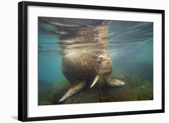 Norway, Spitsbergen. Curious Young Bull Walrus Underwater-Steve Kazlowski-Framed Photographic Print