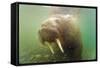 Norway, Spitsbergen. Curious Young Bull Walrus Underwater-Steve Kazlowski-Framed Stretched Canvas