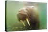 Norway, Spitsbergen. Curious Young Bull Walrus Underwater-Steve Kazlowski-Stretched Canvas
