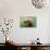 Norway, Spitsbergen. Curious Young Bull Walrus Underwater-Steve Kazlowski-Photographic Print displayed on a wall