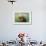 Norway, Spitsbergen. Curious Young Bull Walrus Underwater-Steve Kazlowski-Framed Photographic Print displayed on a wall