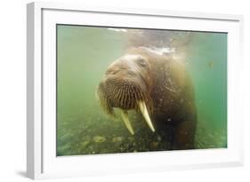 Norway, Spitsbergen. Curious Young Bull Walrus Underwater-Steve Kazlowski-Framed Photographic Print