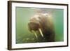 Norway, Spitsbergen. Curious Young Bull Walrus Underwater-Steve Kazlowski-Framed Photographic Print