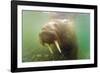 Norway, Spitsbergen. Curious Young Bull Walrus Underwater-Steve Kazlowski-Framed Photographic Print