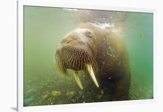 Norway, Spitsbergen. Curious Young Bull Walrus Underwater-Steve Kazlowski-Framed Photographic Print