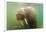 Norway, Spitsbergen. Curious Young Bull Walrus Underwater-Steve Kazlowski-Framed Photographic Print