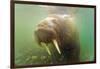 Norway, Spitsbergen. Curious Young Bull Walrus Underwater-Steve Kazlowski-Framed Photographic Print