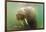 Norway, Spitsbergen. Curious Young Bull Walrus Underwater-Steve Kazlowski-Framed Photographic Print