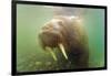 Norway, Spitsbergen. Curious Young Bull Walrus Underwater-Steve Kazlowski-Framed Photographic Print