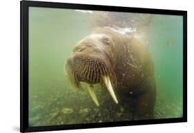 Norway, Spitsbergen. Curious Young Bull Walrus Underwater-Steve Kazlowski-Framed Photographic Print