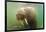 Norway, Spitsbergen. Curious Young Bull Walrus Underwater-Steve Kazlowski-Framed Photographic Print