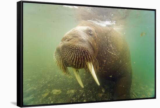 Norway, Spitsbergen. Curious Young Bull Walrus Underwater-Steve Kazlowski-Framed Stretched Canvas