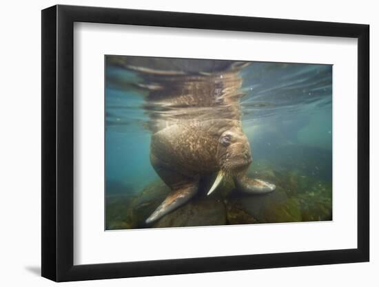 Norway, Spitsbergen. Curious Young Bull Walrus Underwater-Steve Kazlowski-Framed Photographic Print