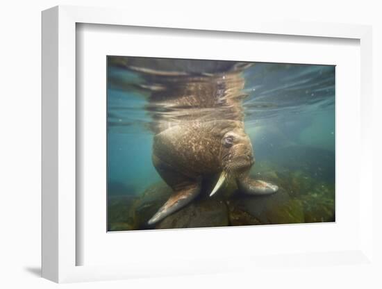Norway, Spitsbergen. Curious Young Bull Walrus Underwater-Steve Kazlowski-Framed Photographic Print