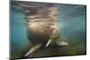 Norway, Spitsbergen. Curious Young Bull Walrus Underwater-Steve Kazlowski-Mounted Photographic Print