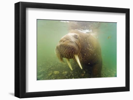 Norway, Spitsbergen. Curious Young Bull Walrus Underwater-Steve Kazlowski-Framed Photographic Print