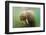 Norway, Spitsbergen. Curious Young Bull Walrus Underwater-Steve Kazlowski-Framed Photographic Print