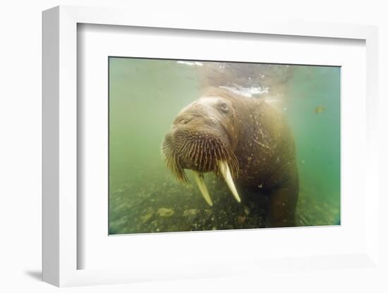 Norway, Spitsbergen. Curious Young Bull Walrus Underwater-Steve Kazlowski-Framed Photographic Print