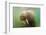 Norway, Spitsbergen. Curious Young Bull Walrus Underwater-Steve Kazlowski-Framed Photographic Print