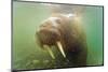 Norway, Spitsbergen. Curious Young Bull Walrus Underwater-Steve Kazlowski-Mounted Photographic Print