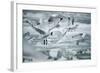 Norway, Spitsbergen. Flock of Black-Legged Kittiwakes Take Flight-Steve Kazlowski-Framed Photographic Print