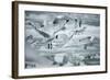 Norway, Spitsbergen. Flock of Black-Legged Kittiwakes Take Flight-Steve Kazlowski-Framed Photographic Print