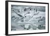 Norway, Spitsbergen. Flock of Black-Legged Kittiwakes Take Flight-Steve Kazlowski-Framed Photographic Print