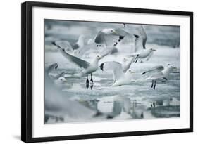 Norway, Spitsbergen. Flock of Black-Legged Kittiwakes Take Flight-Steve Kazlowski-Framed Photographic Print