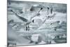 Norway, Spitsbergen. Flock of Black-Legged Kittiwakes Take Flight-Steve Kazlowski-Mounted Photographic Print