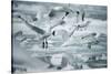 Norway, Spitsbergen. Flock of Black-Legged Kittiwakes Take Flight-Steve Kazlowski-Stretched Canvas