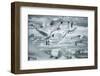 Norway, Spitsbergen. Flock of Black-Legged Kittiwakes Take Flight-Steve Kazlowski-Framed Photographic Print