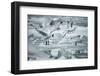 Norway, Spitsbergen. Flock of Black-Legged Kittiwakes Take Flight-Steve Kazlowski-Framed Photographic Print