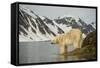 Norway, Spitsbergen, Fuglefjorden. Polar Bear Along a Rocky Shore-Steve Kazlowski-Framed Stretched Canvas