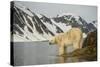 Norway, Spitsbergen, Fuglefjorden. Polar Bear Along a Rocky Shore-Steve Kazlowski-Stretched Canvas